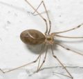 Pholcus phalangioides